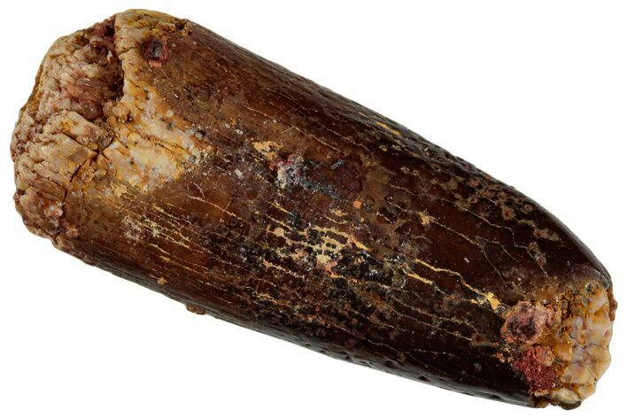 Fossil Sauropod Dinosaur (Titanosaur) Tooth - Morocco #293686